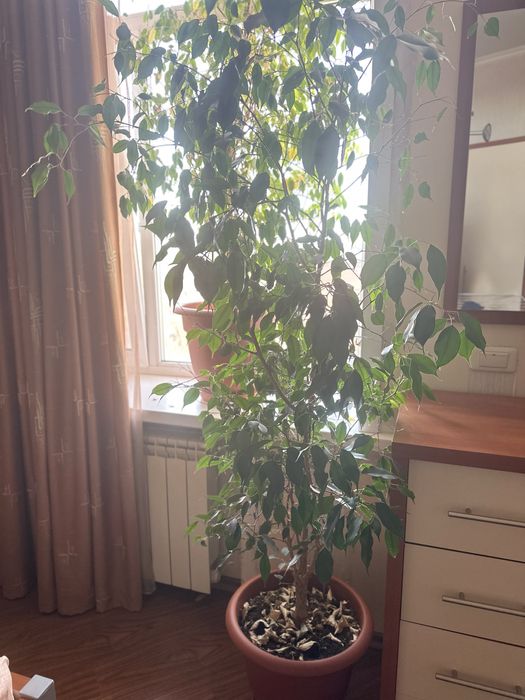 Продам фикус Бенджамино