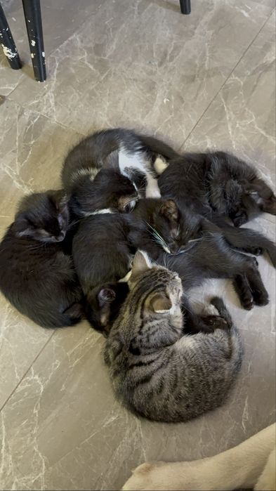 Котята ищут семью