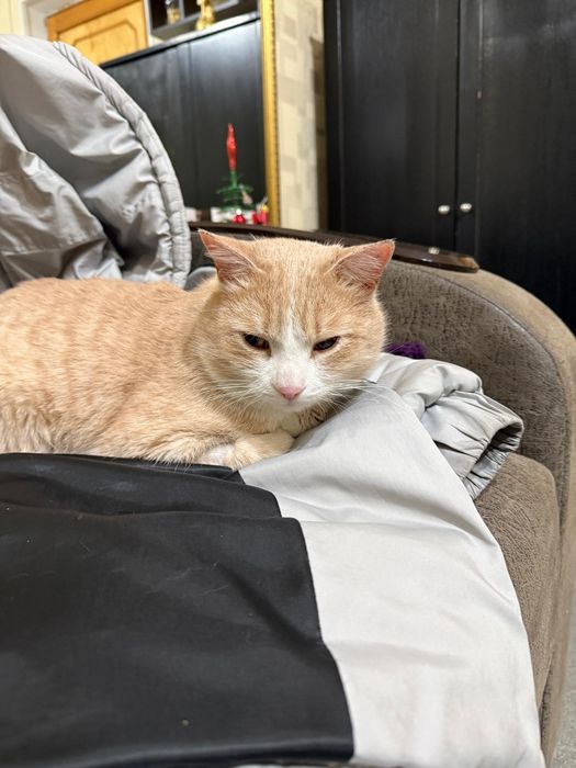 Отдам котика в добрые руки