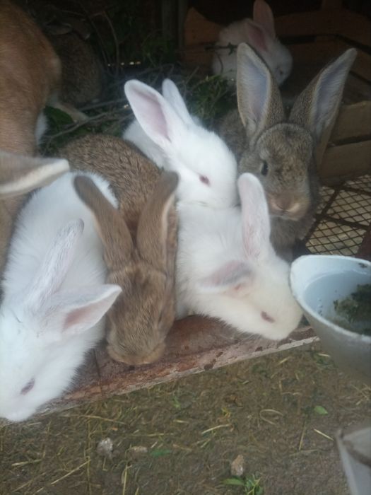 Крольчата 1.5 месячные