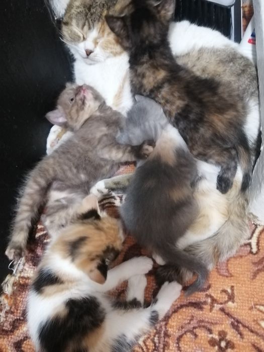 Отдам котят в добрые руки