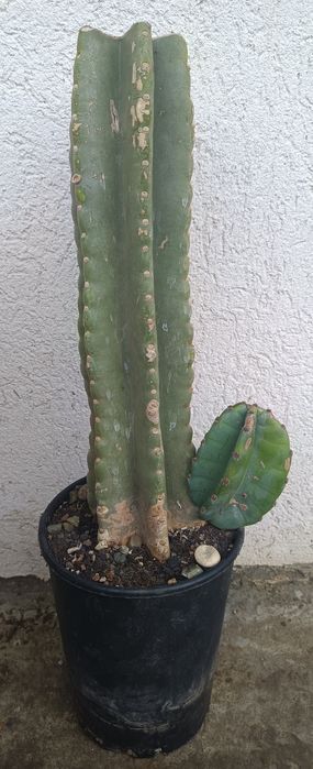 Cactuși și suculente exemplare mari