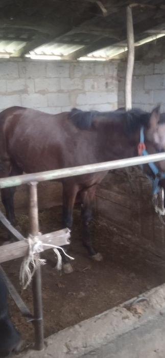 Жеребец жеребец лошади