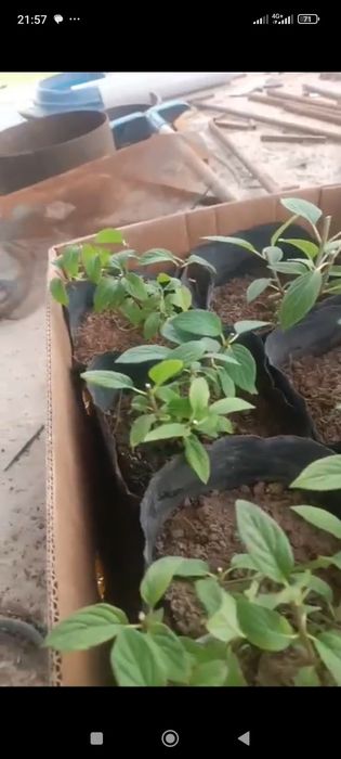 Лаванда,размарин