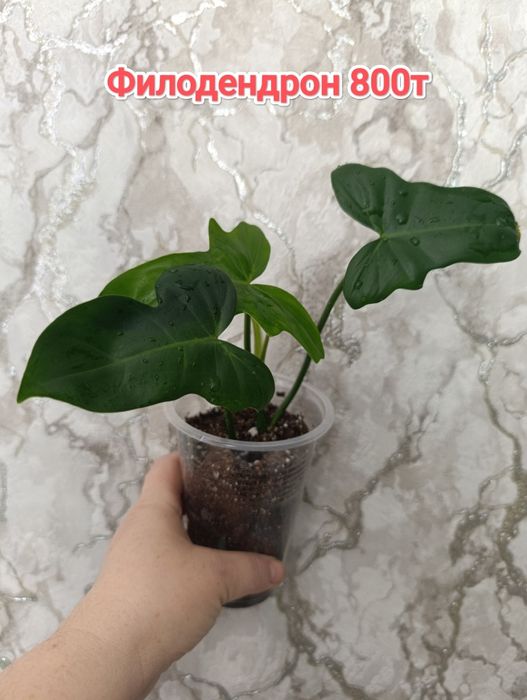 Комнатные растения кжби