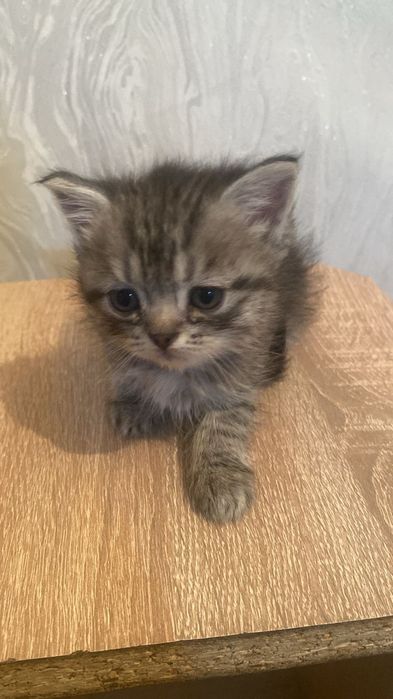 Породистые котята