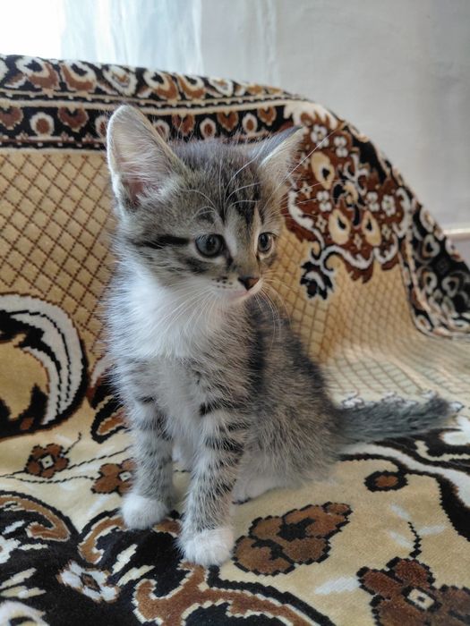 Отдам в добрые руки котят