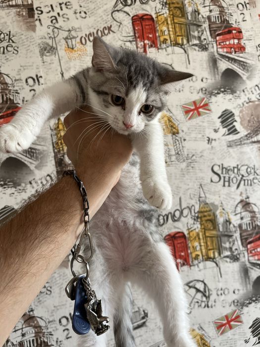 Отдам котенка (мальчик) в добрые руки