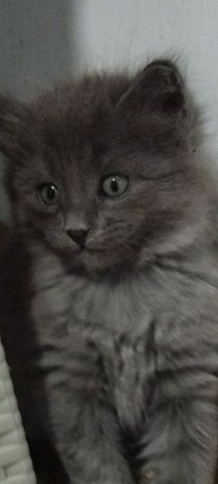 Котята пристраиваются
