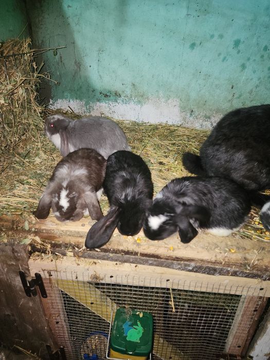 Iepuri berbec german