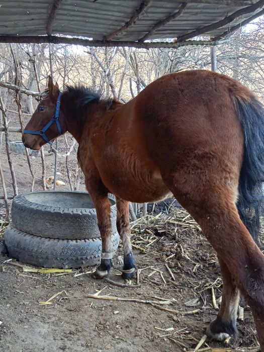 Кунан сатам срочно
