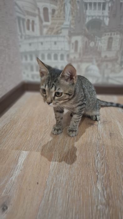 Котенок в добрые руки