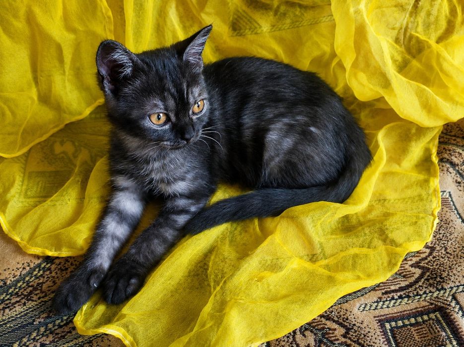 Котёнок шотланка девочка