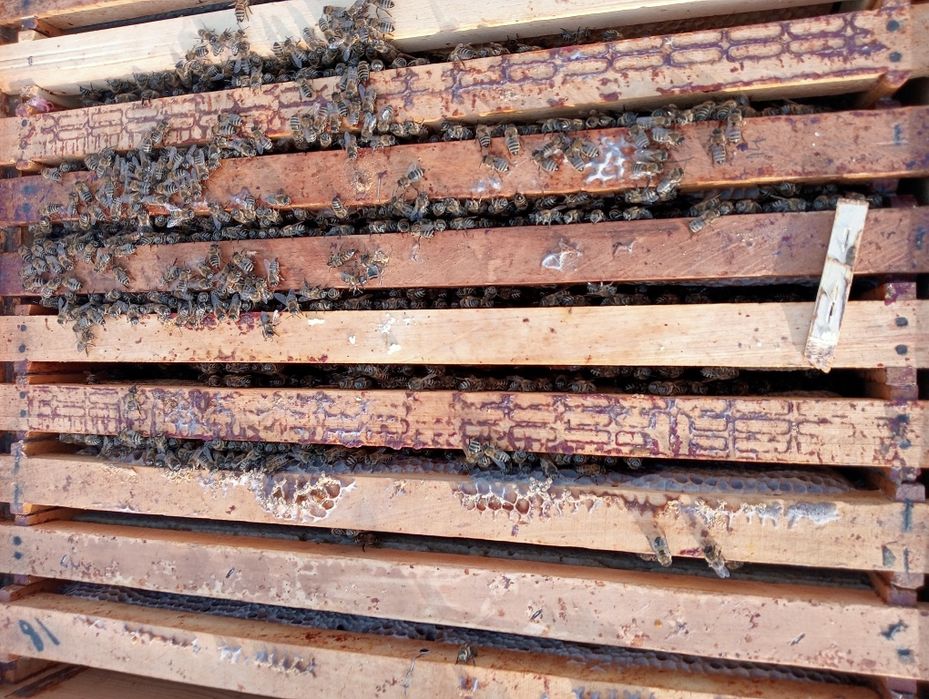 Vând miere de albine