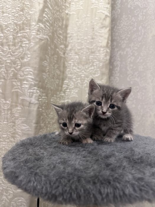 Котята город Уральск