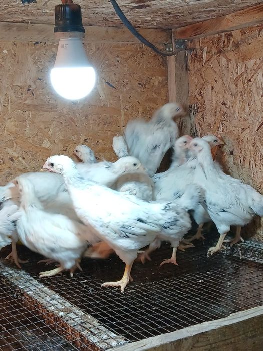 Бір айлық балапандар Адлер цыплята