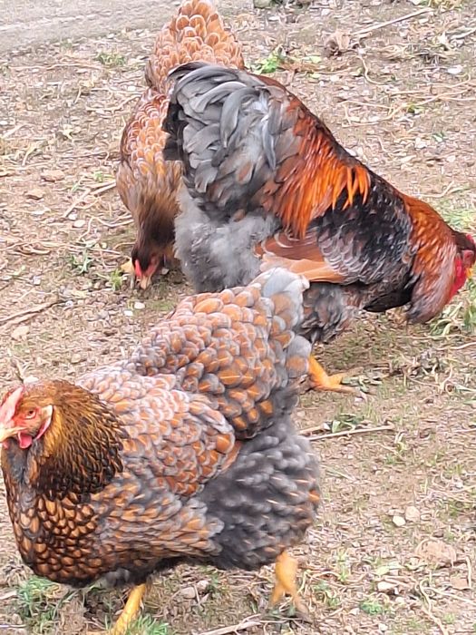 Pui de gaina din rasele:Paduane Chamoise.