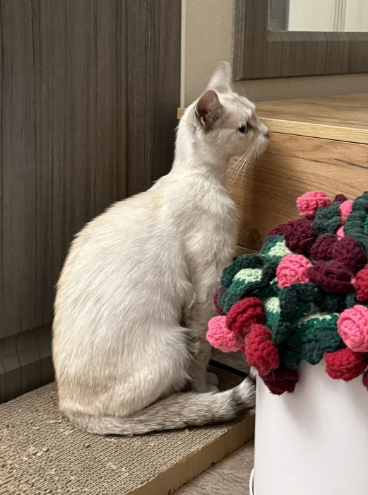 Кошечка ищет дом!