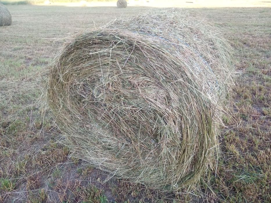 Vând baloți fân lucernă( amestecat)
