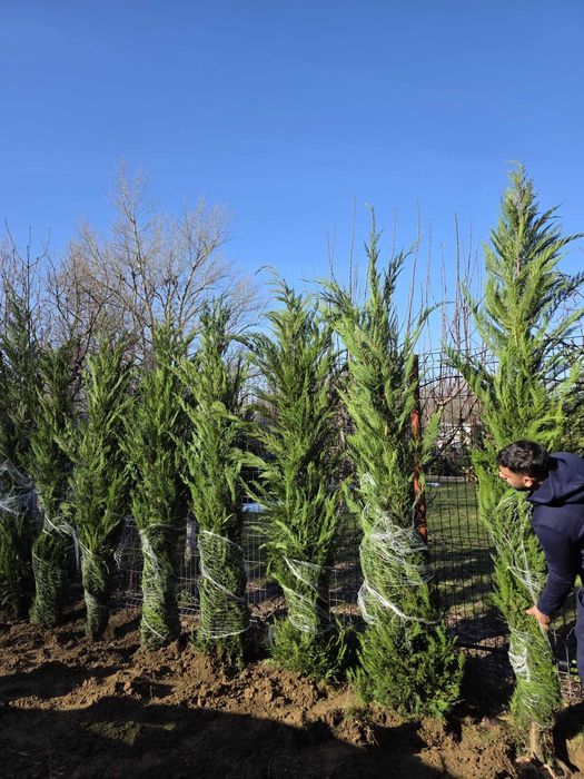 Leylandi Cupressocyparis Ornamentali pentru Gard Viu și Curți Elegante