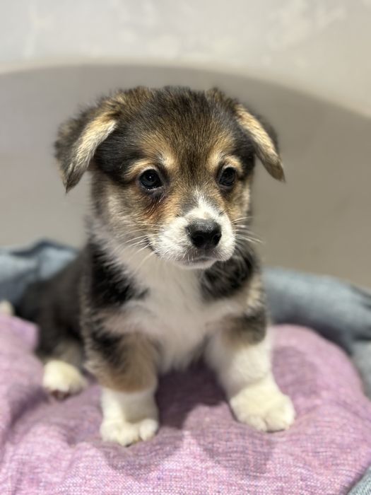 Вельш корги пемброк малыши