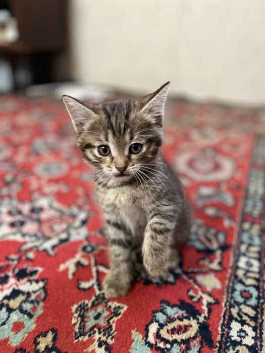 КотятЯ.  Бесплатно.