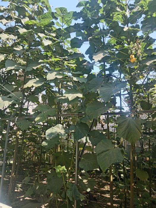 Павлония кучат дарахтлари сотилади