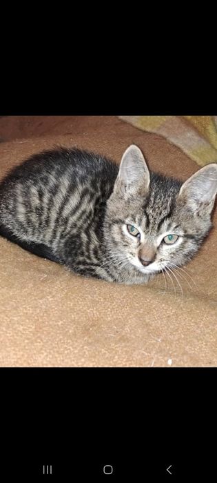 Котята ждут своих хозяев!