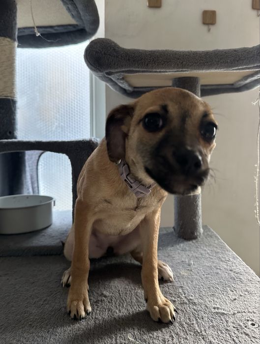 Lisa isi cauta casuta