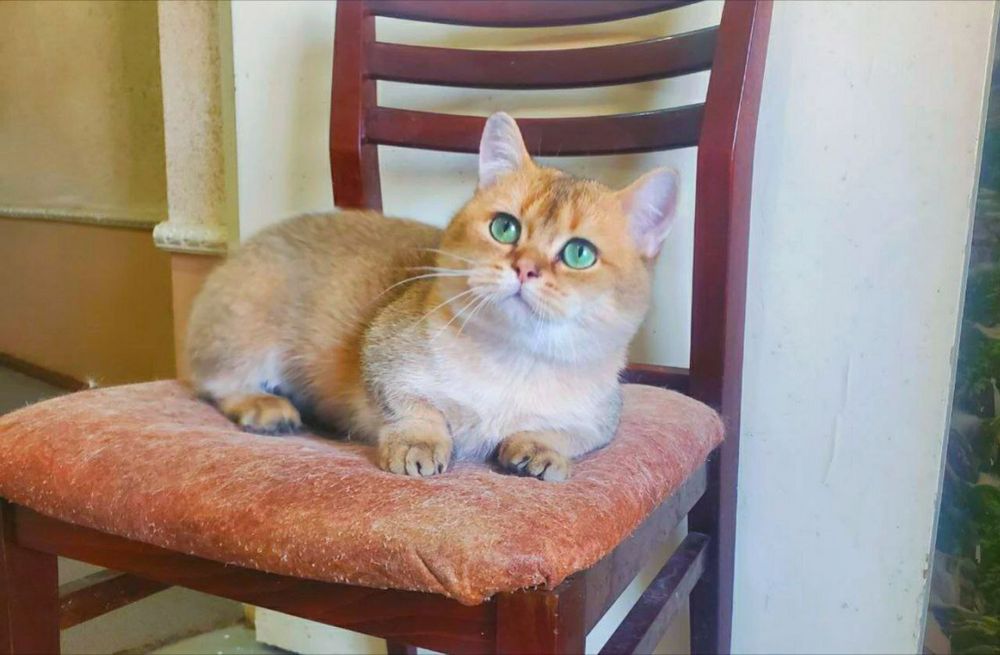 Кот манчкин окрасом золотая шиншилла