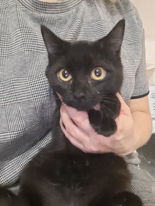 Шикарные котики и кошечки