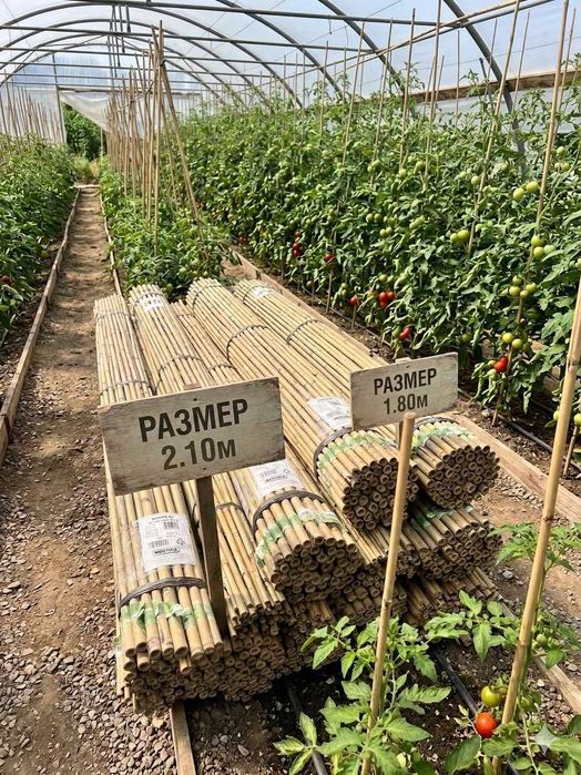 Бамбукови колци за укрепване на домати на 1,80м. и 2,10м.