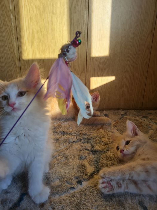 Котёнок в добрые и ответсвенные руки