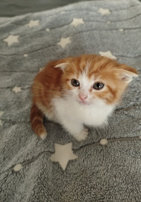 Отдам котят бесплатно