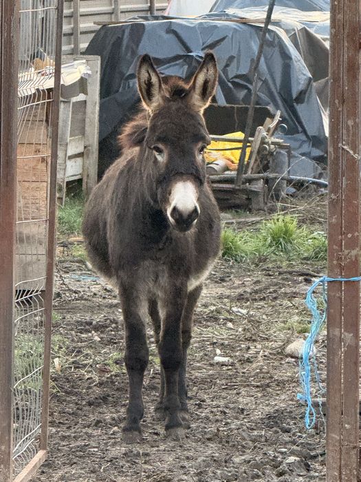 Magar tanar invatat la oi