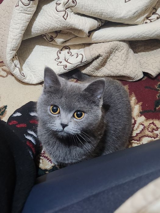 Кошка мушукча жудда акилли латок билади