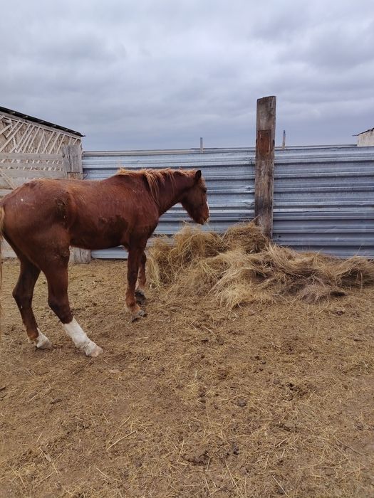 Айгыр сатылады...