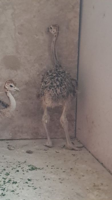Страус балапандары
