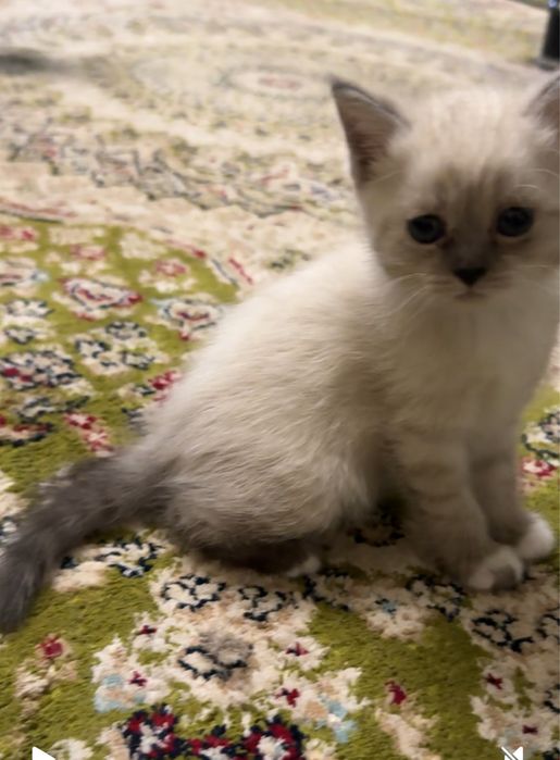 Британские котята