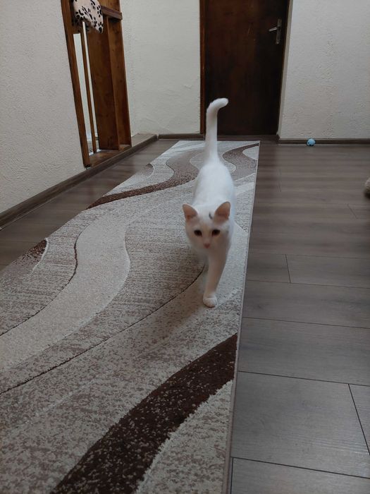 Подарявам Белгийско мъжко коте