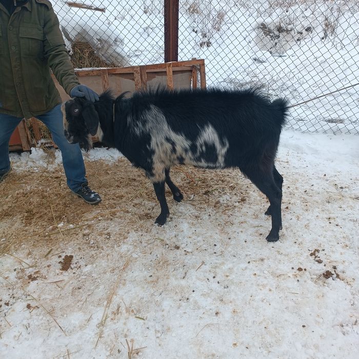 Продам или обмен Козла, Теке.