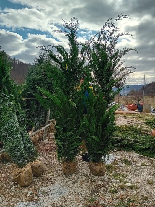 Leylandii chiparos diferite inaltimi