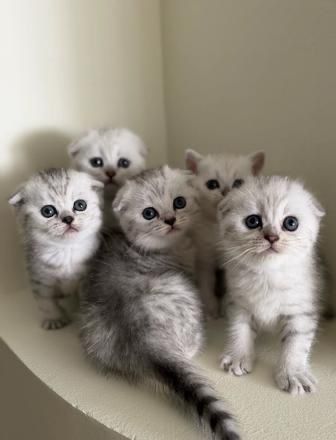 Хорошенькие котятки!