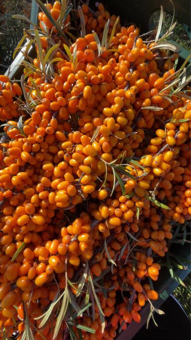 Vand catina certificata ecologic