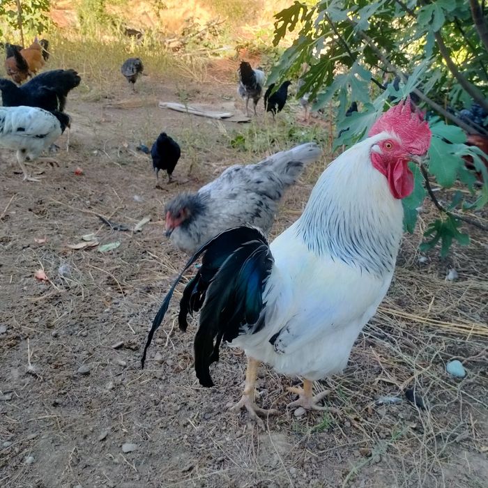 Adler jersi tovuq xoʻrozlar bor