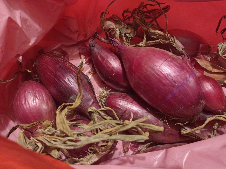 Sămânță de ceapă lunguiață de apă