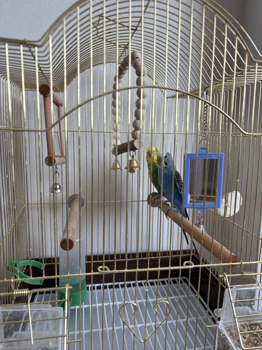 Клетка с попугаями.
