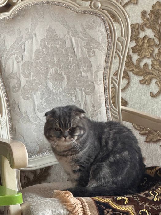 Zottor Mushuk породистая кошка Skotsh Fold