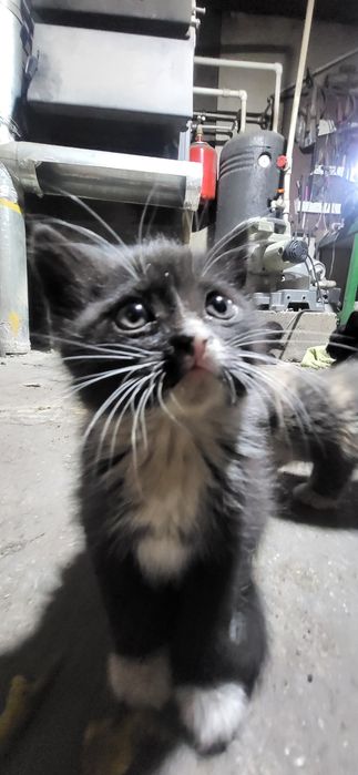 Котята в добрые руки !