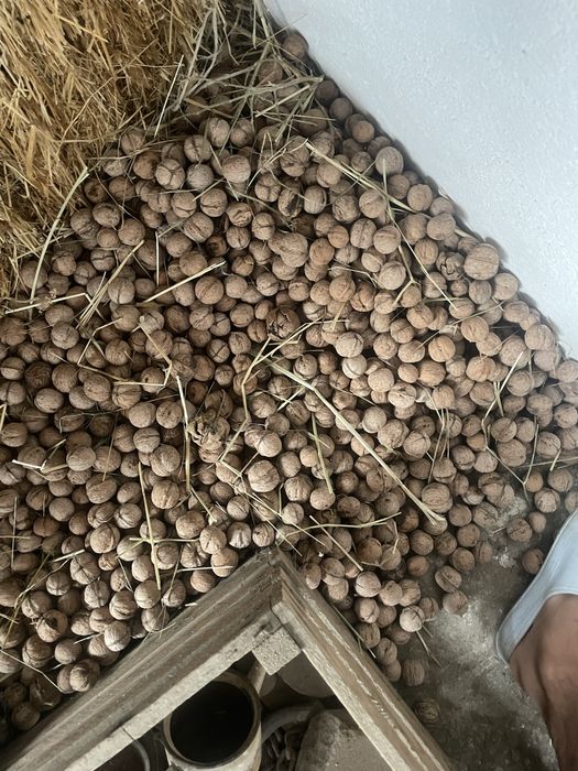 Орех, жаңғақ грецкий